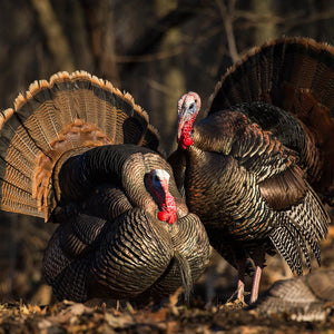 Dave Smith Decoys Tom Strutter