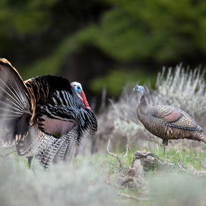 Dave Smith Decoys Upright Turkey Hen
