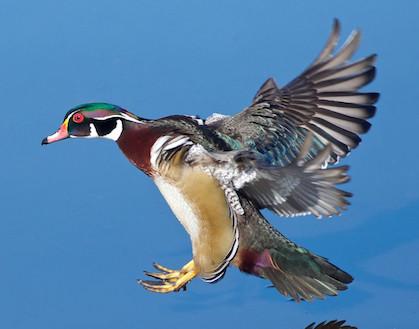 FC Duck Camo Hoodie – Flight Control Waterfowl