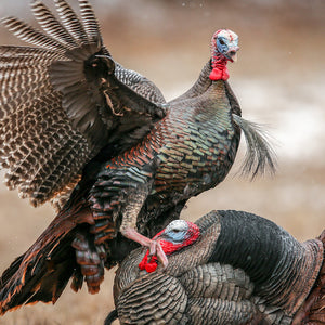 Dave Smith Decoys Tom Strutter