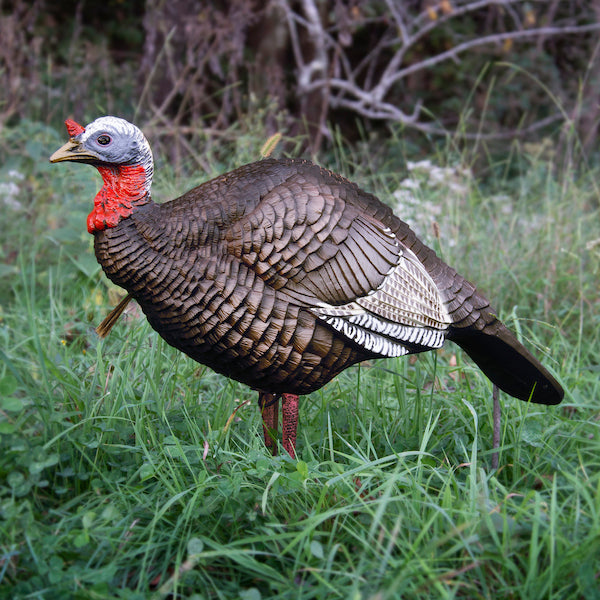 ディック　デュアーステイン/always trust a duck Higdon Outdoors 1/4 Strut Turkey Jake Decoy - Canadian