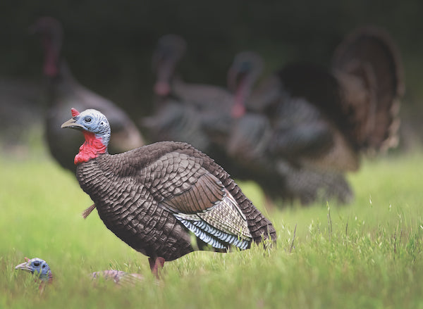 Higdon Outdoors 1/4 Strut Turkey Jake Decoy - Canadian
