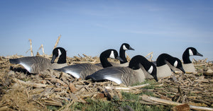 Higdon Standard Canada Goose Field Shell Decoys