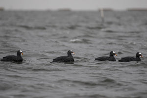 Tanglefree Migration Edition Surf Scoter Decoys Foam Filled