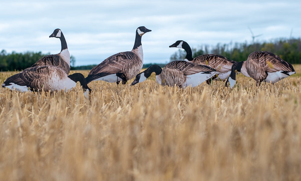 Real-Geese Vivid Series Silhouette Canada Goose Decoys