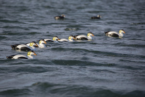 Tanglefree Migration Edition Eider Decoys Foam Filled