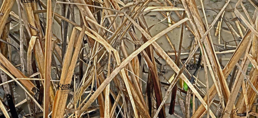 Karma Wetland