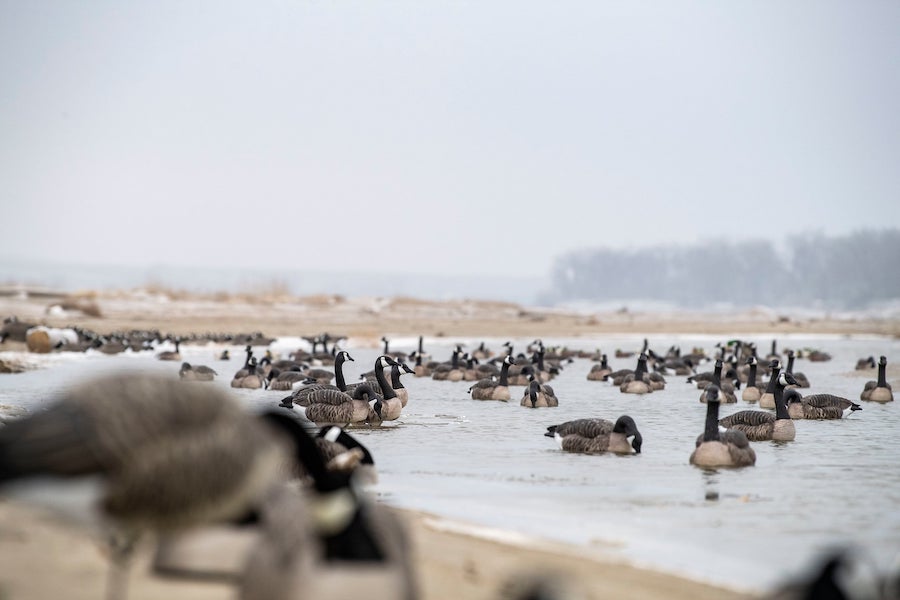 Heyday Lifetime Hydrofoam Canada Goose Flocked Head Decoys