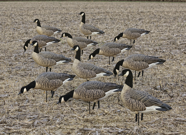 Avian-X Outfitter Lesser Canada Goose Pack