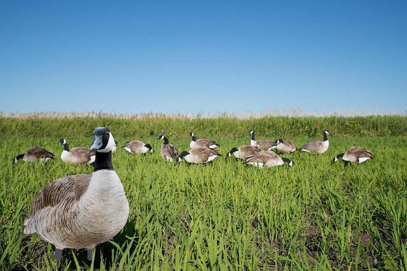 Big Al's X14 Greater Canada Goose Silhouettes