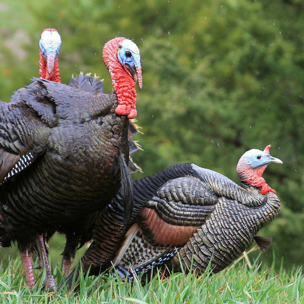 Dave Smith Decoys 3/4 Strut Jake