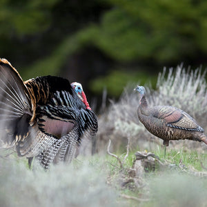 Dave Smith Decoys Upright Turkey Hen