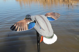 Mojo Elite Series Mini Mallard Drake Decoy