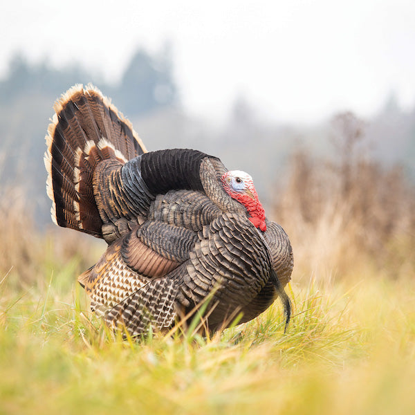 Dave Smith Decoys Tom Strutter